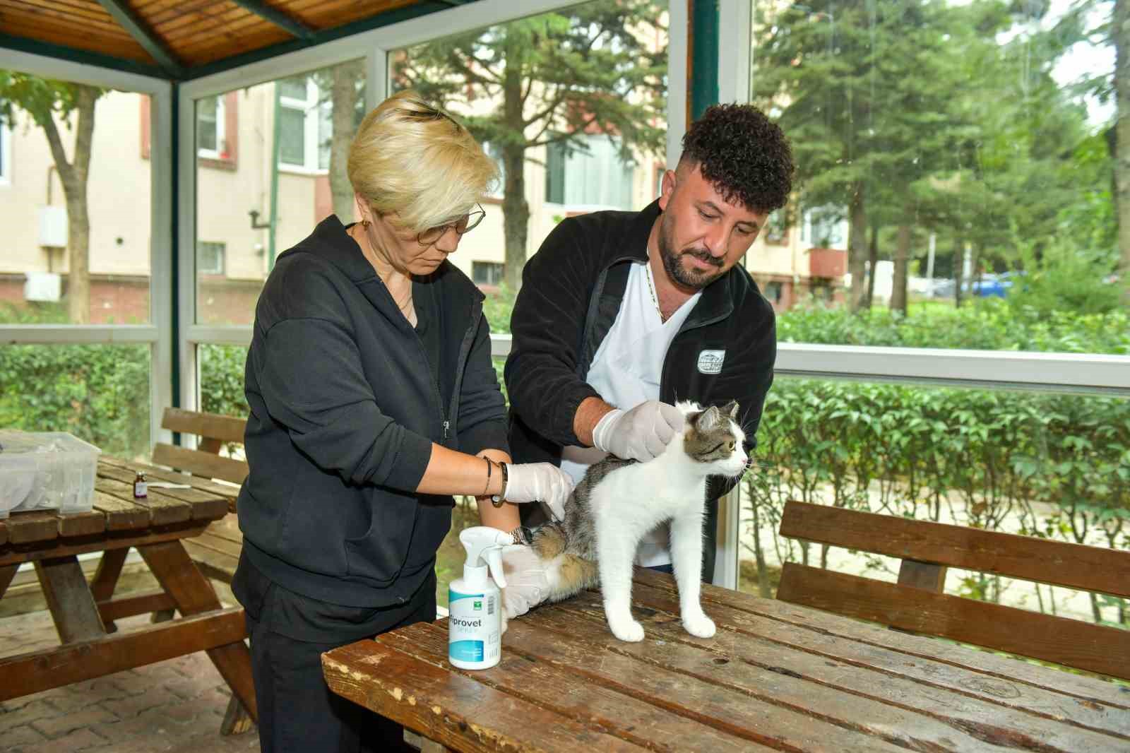 Esenyurt’ta sokak kedilerine parazit uygulaması: Hem hayvan sıhhatine hem toplum sıhhatine katkı 5 esenyurtta sokak kedilerine parazit uygulamasi hem hayvan sihhatine hem toplum sihhatine katki 1 1zKghnLj
