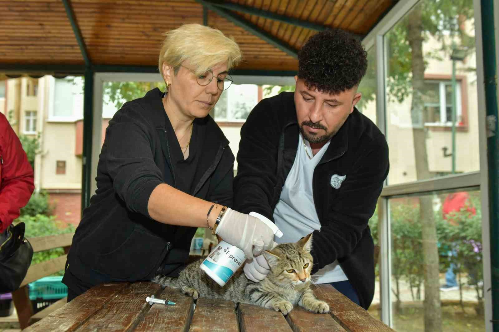 Esenyurt’ta sokak kedilerine parazit uygulaması: Hem hayvan sıhhatine hem toplum sıhhatine katkı 8 esenyurtta sokak kedilerine parazit uygulamasi hem hayvan sihhatine hem toplum sihhatine katki 4 CDUsvv3F