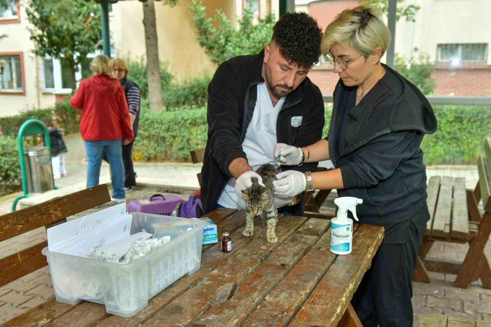 Esenyurt’ta sokak kedilerine parazit uygulaması: Hem hayvan sıhhatine hem toplum sıhhatine katkı 9 esenyurtta sokak kedilerine parazit uygulamasi hem hayvan sihhatine hem toplum sihhatine katki 5 fcWcKt9g