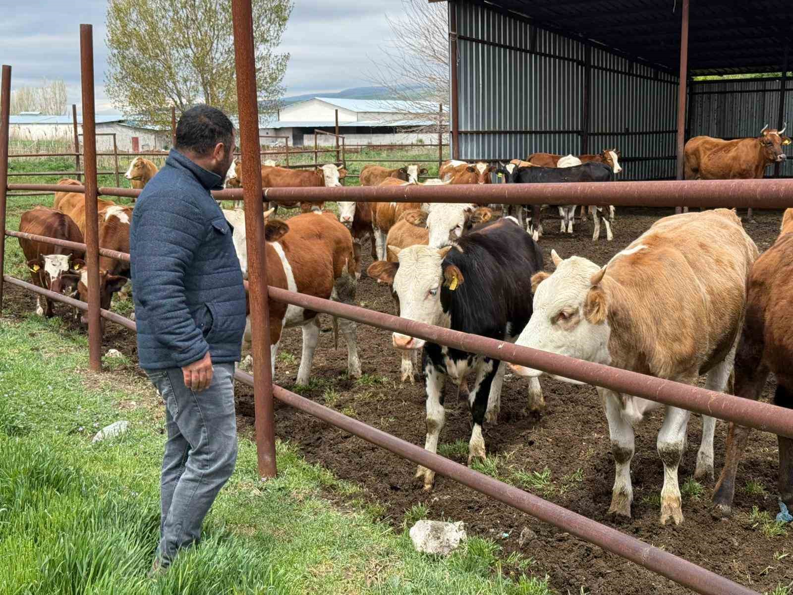 eskisehirde buyukbas kurbanlik bitti ureticinin yuzu guldu 2