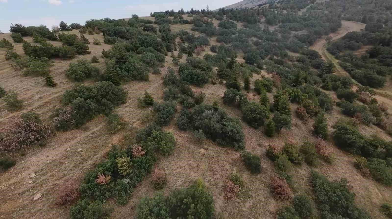eskisehirde kaybolan gebe inek dron ile araniyor 2