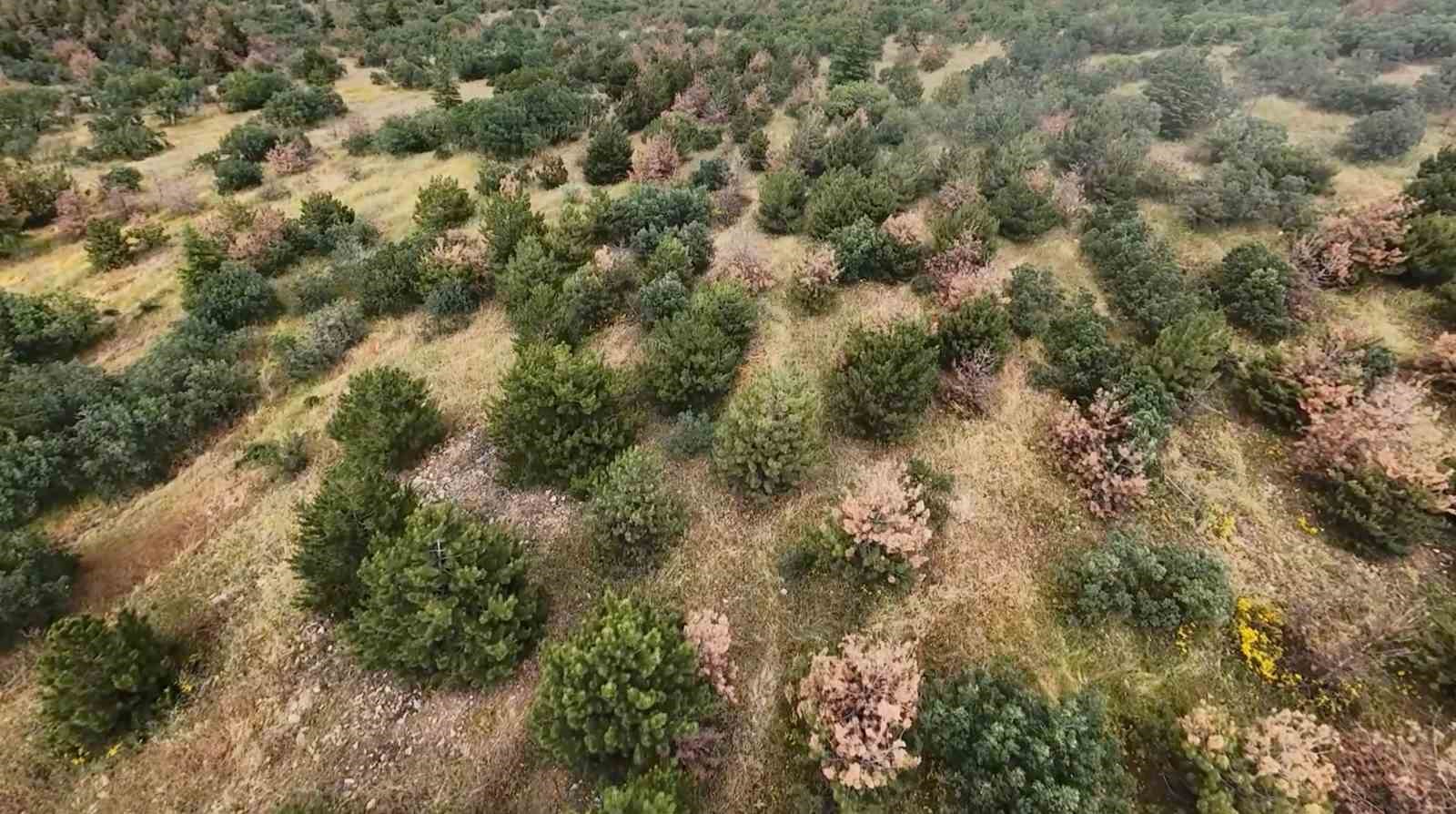 eskisehirde kaybolan gebe inek dron ile araniyor 3 sfgff2Wf