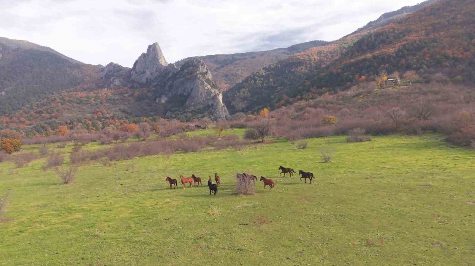 eskisehirdeki yilki atlarin ozgur halleri havadan goruntulendi 1 2TsJpBOq