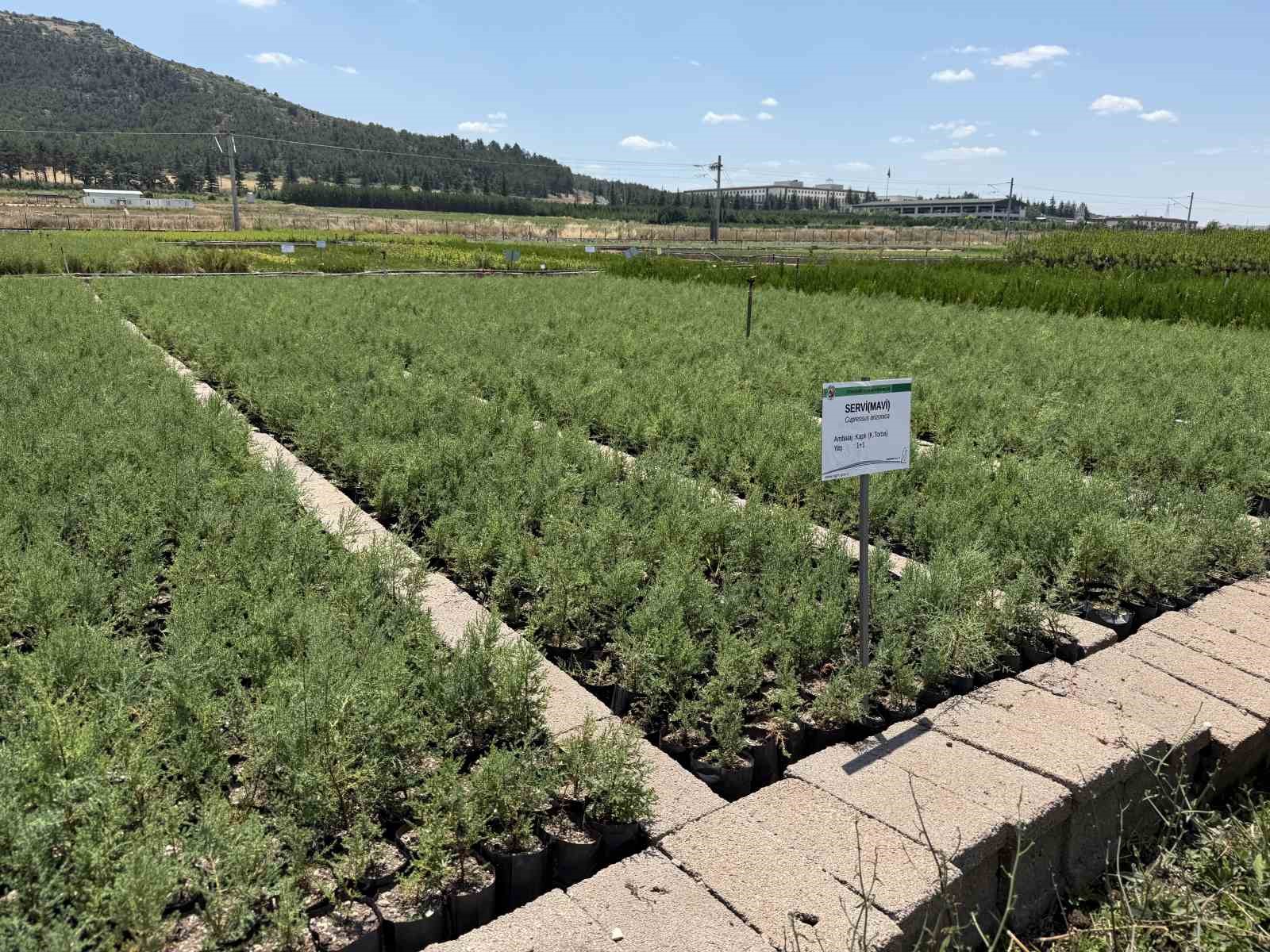 eskisehirden yangin bolgelerine gonderilen milyonlarca fidan nefes olacak 0 5D2I2LFX