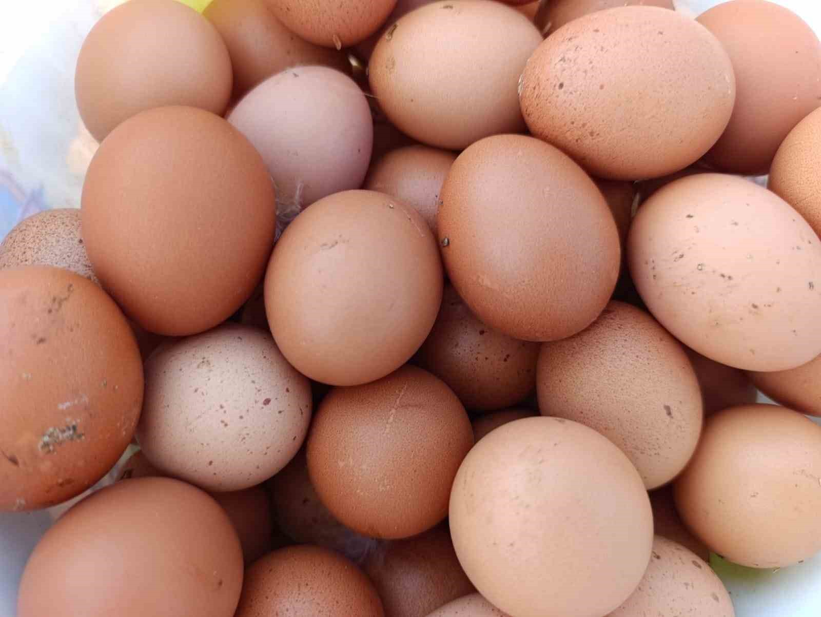 Ev kiraları şehirden kaçırdı, köyde "gezen tavuk" çiftliği kurdu 5 ev kiralari sehirden kacirdi koyde gezen tavuk ciftligi kurdu 1