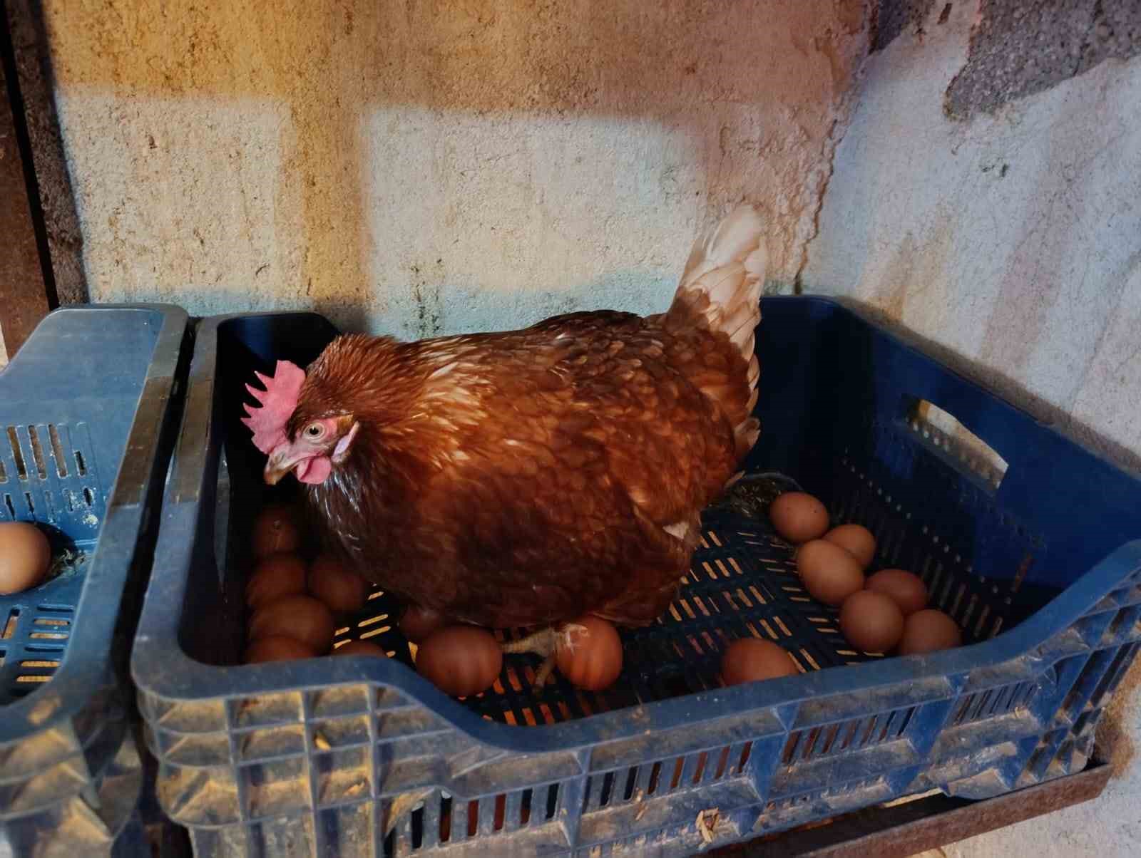Ev kiraları şehirden kaçırdı, köyde "gezen tavuk" çiftliği kurdu 7 ev kiralari sehirden kacirdi koyde gezen tavuk ciftligi kurdu 3 2U2nO1D4