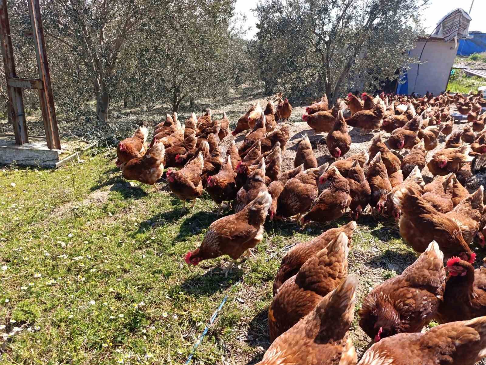 Ev kiraları şehirden kaçırdı, köyde "gezen tavuk" çiftliği kurdu 8 ev kiralari sehirden kacirdi koyde gezen tavuk ciftligi kurdu 4 lGOvtVaj