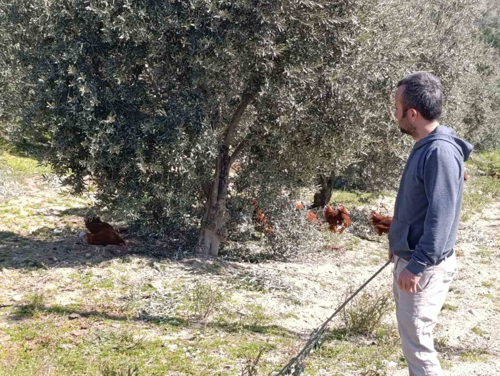 Ev kiraları şehirden kaçırdı, köyde "gezen tavuk" çiftliği kurdu 9 ev kiralari sehirden kacirdi koyde gezen tavuk ciftligi kurdu 5