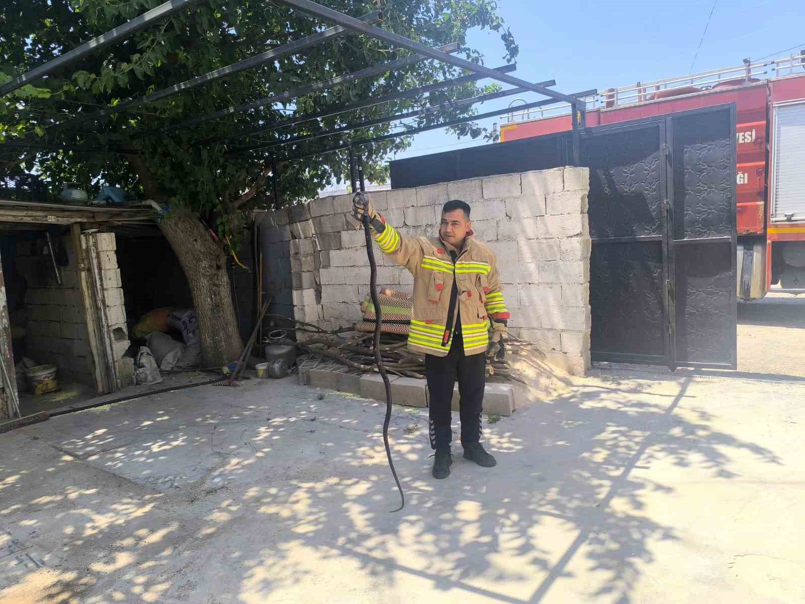 Evin bahçesinde görülen 2 karayılan paniğe neden oldu 4 evin bahcesinde gorulen 2 karayilan panige neden oldu 0 hEKulFR8
