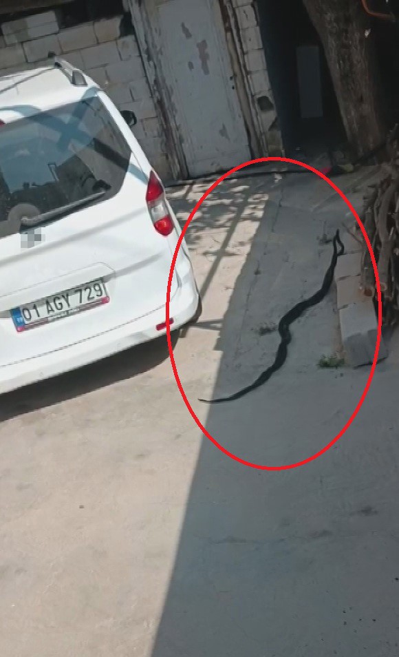 Evin bahçesinde görülen 2 karayılan paniğe neden oldu 6 evin bahcesinde gorulen 2 karayilan panige neden oldu 2 8NUHIfgH