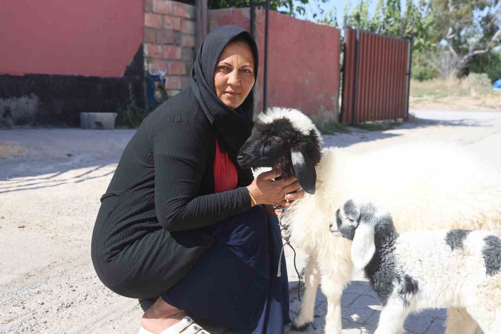 evladini losemiden kaybeden anne teselliyi pesinden ayrilmayan kuzuda buldu 5 1RURsLKU