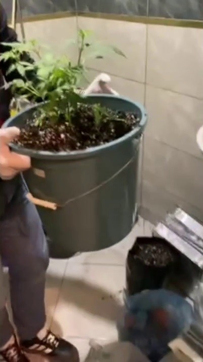 Evlerinde saksı içerisinde kenevir yetiştiren tacirlere operasyon 5 evlerinde saksi icerisinde kenevir yetistiren tacirlere operasyon 1