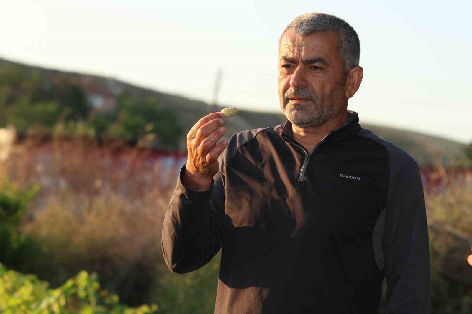 Evliya Çelebi’nin Seyahatnamesi’nde yer alan Ayaş dutunda hasat başladı 4 evliya celebinin seyahatnamesinde yer alan ayas dutunda hasat basladi 0 TzcE1U4R