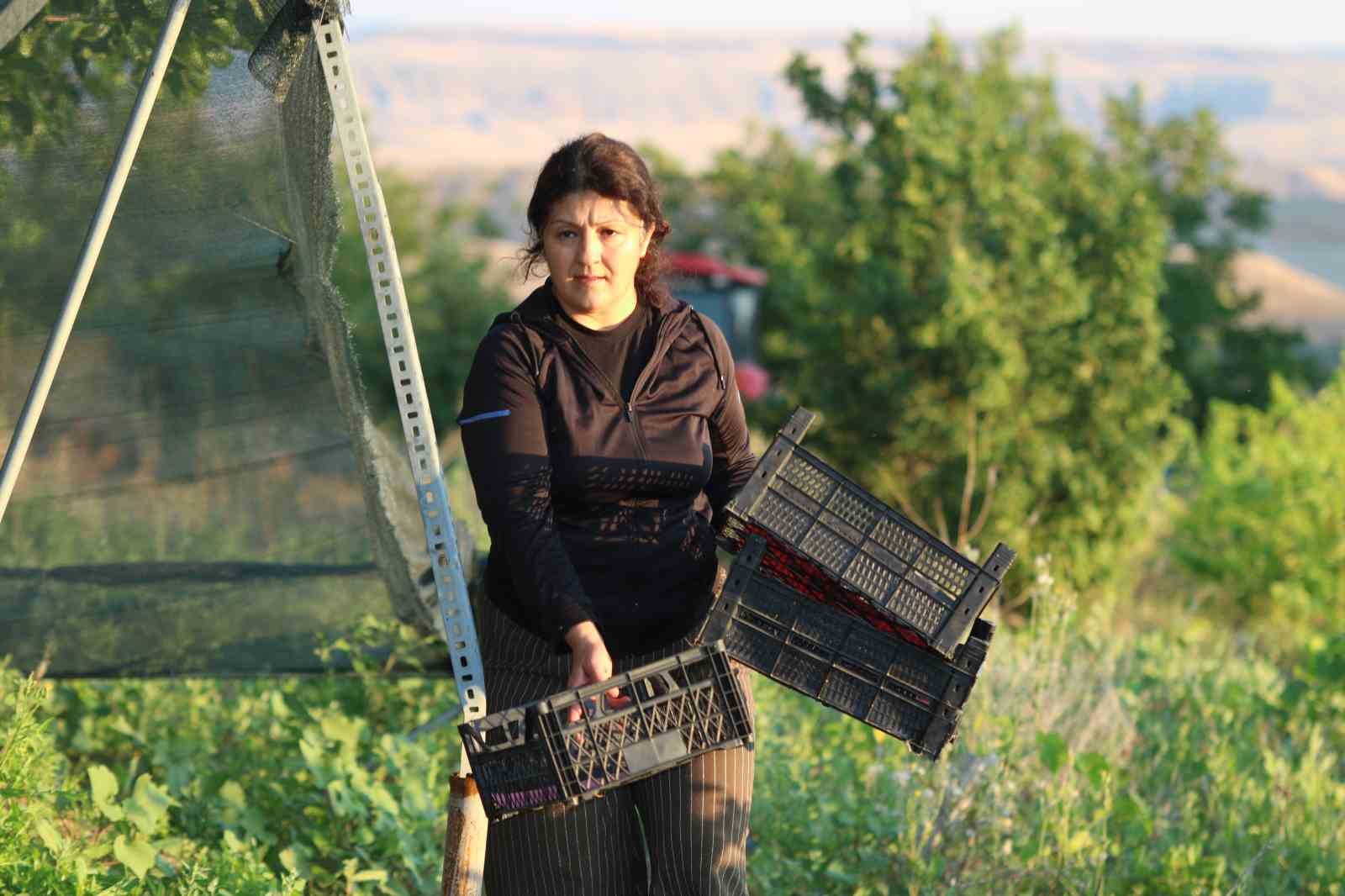 Evliya Çelebi’nin Seyahatnamesi’nde yer alan Ayaş dutunda hasat başladı 11 evliya celebinin seyahatnamesinde yer alan ayas dutunda hasat basladi 7 5UHGX9yc