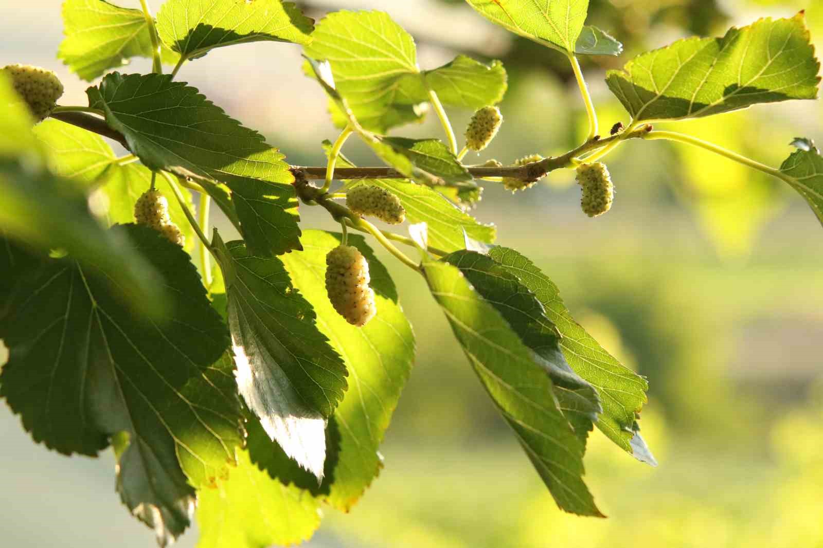 Evliya Çelebi’nin Seyahatnamesi’nde yer alan Ayaş dutunda hasat başladı 12 evliya celebinin seyahatnamesinde yer alan ayas dutunda hasat basladi 8 8fmy3vsI