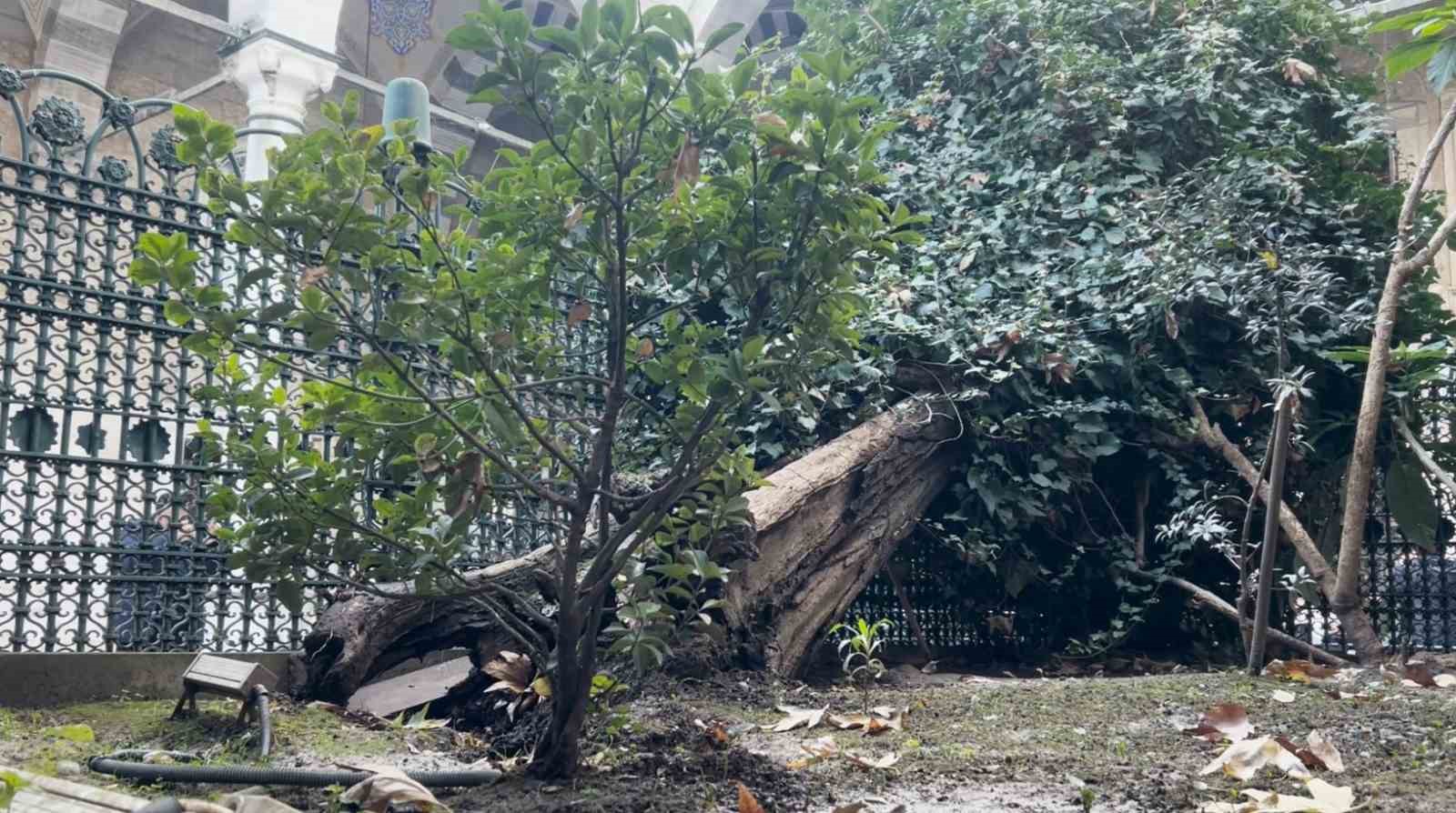 eyup sultan camii avlusundaki agac devrildi 1