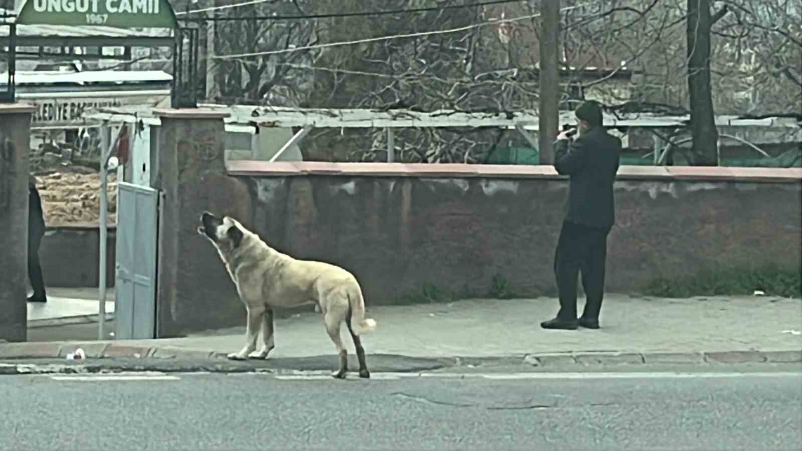 ezanla birlikte uluyan kopek dikkat cekti 0 nVzObPZt