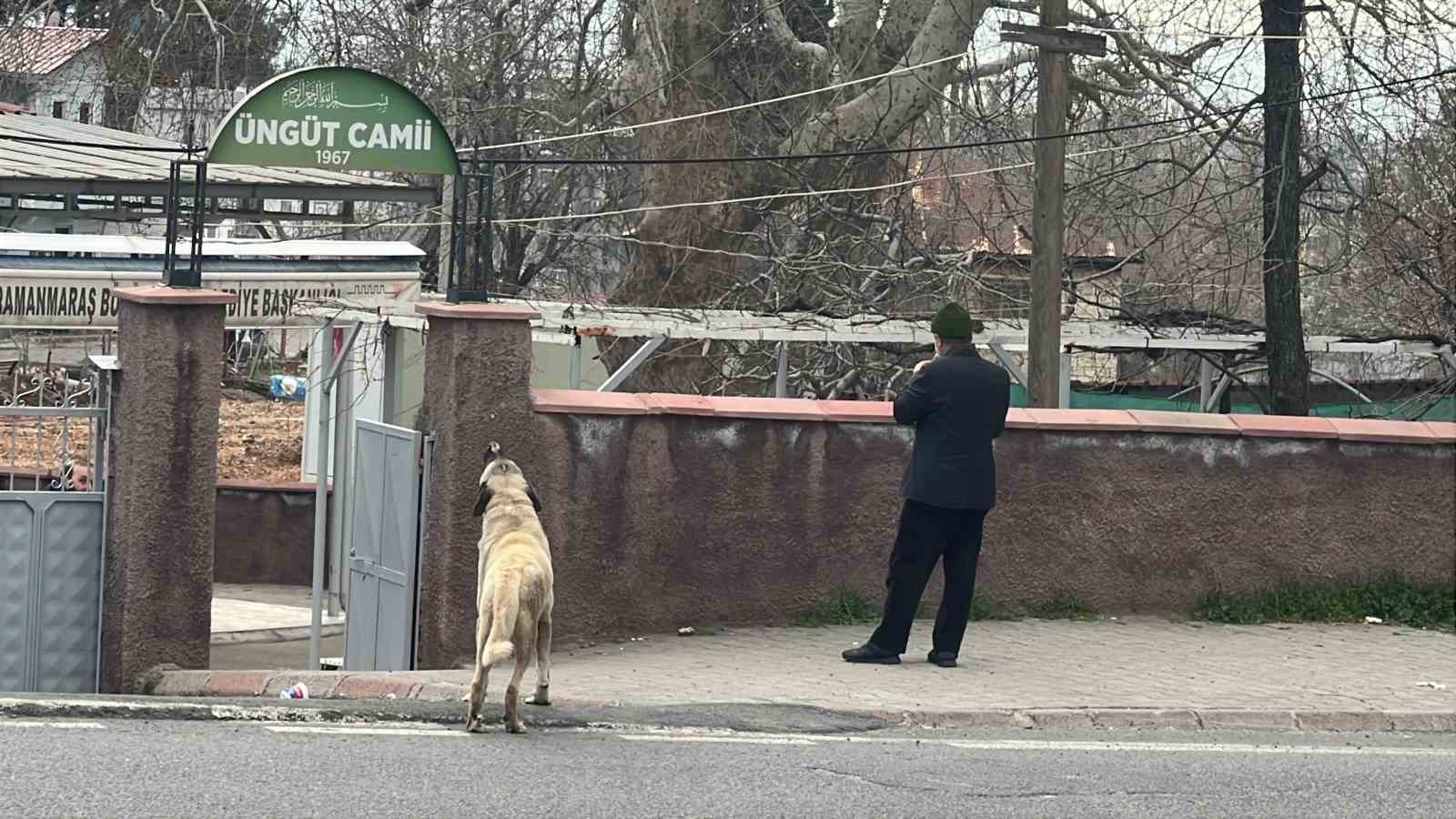 ezanla birlikte uluyan kopek dikkat cekti 2 PKG7Y13z