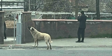 ezanla-birlikte-uluyan-kopek-dikkat-cekti-8aWajXQu.jpg