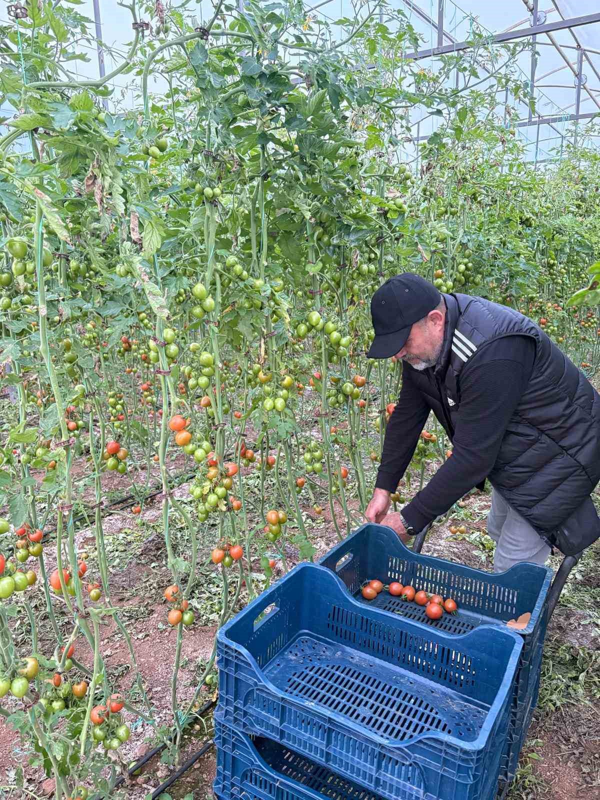 fanatik ureticinin kante sevgisi domatesleri topladigi kasaya bile onun adini yazdirdi 2 7DAGRr3v