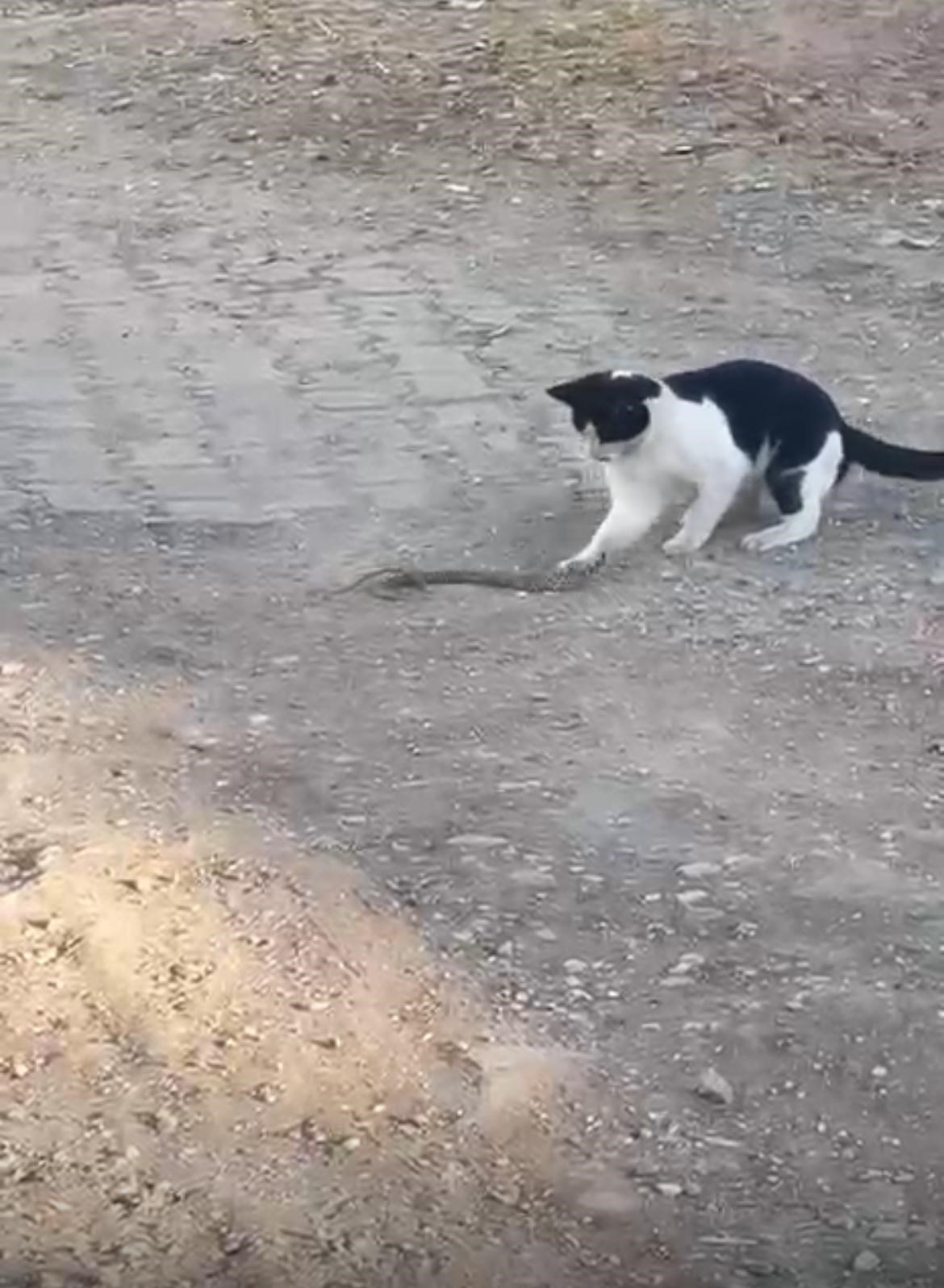 fareyle oynar gibi yilanla oynadi agziyla kapip uzaklasti 0 v4KQkVjf