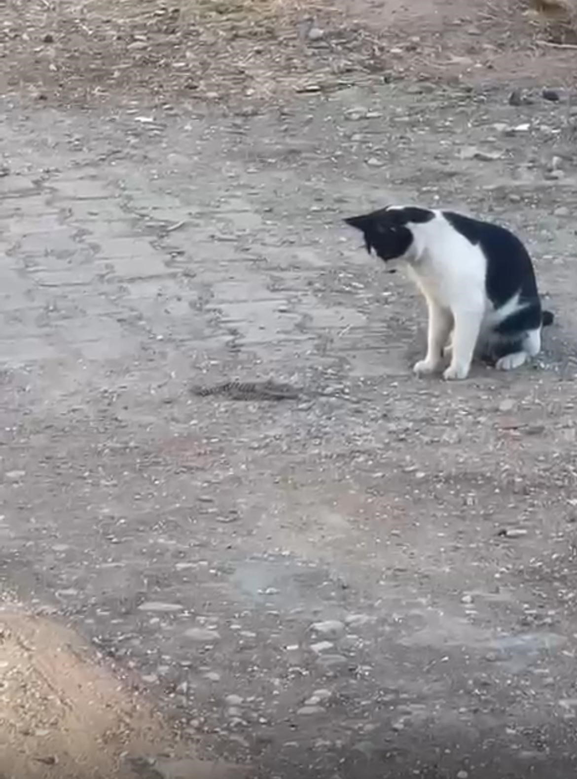 fareyle oynar gibi yilanla oynadi agziyla kapip uzaklasti 1 dW493T3w