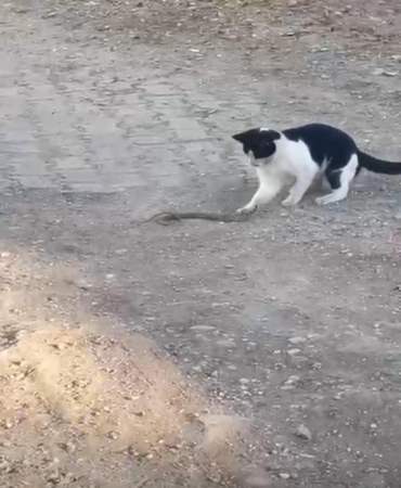 fareyle-oynar-gibi-yilanla-oynadi-agziyla-kapip-uzaklasti-hVui5F4X.jpg