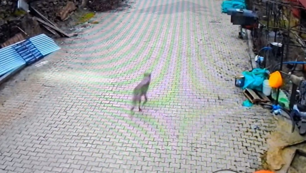 fekede yerlesim alanina inen kurt goruntulendi 0 ZGWwEXiP