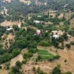 fekenin-dag-koyunde-sari-kantaron-ve-kekik-geleneksel-yontemlerle-sifa-kaynagina-donusuyor-CABJ1t3F.jpg
