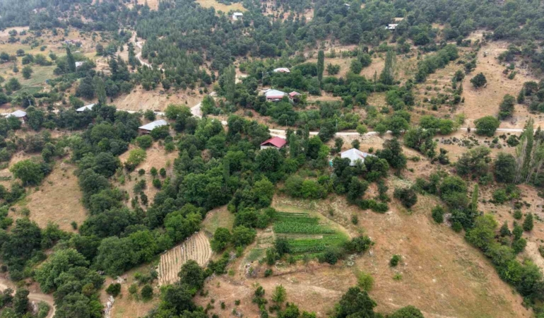 fekenin-dag-koyunde-sari-kantaron-ve-kekik-geleneksel-yontemlerle-sifa-kaynagina-donusuyor-CABJ1t3F.jpg