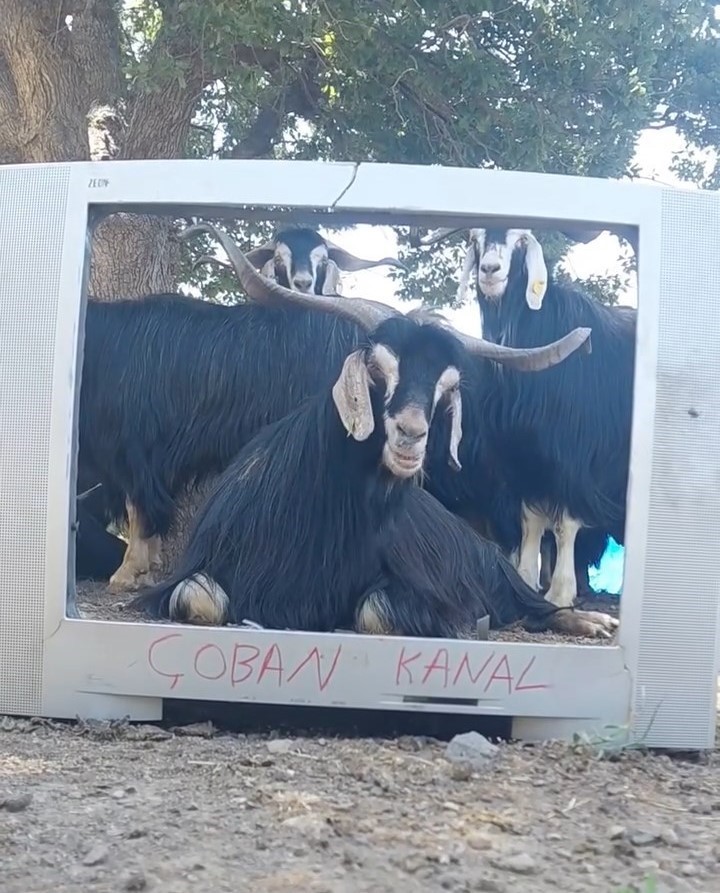 fenomen coban bu kez ekran basina gecen kecisine seslendirme yapti 0 hDwzUQwc