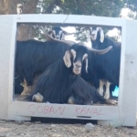 fenomen-coban-bu-kez-ekran-basina-gecen-kecisine-seslendirme-yapti-5swfayCE.jpg
