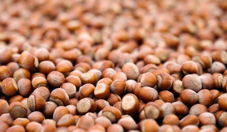 ferrero-degerli-tarim-programi-tedarik-zincirimizi-daha-dayanikli-hale-getirdi-eBRjXxkz.jpg