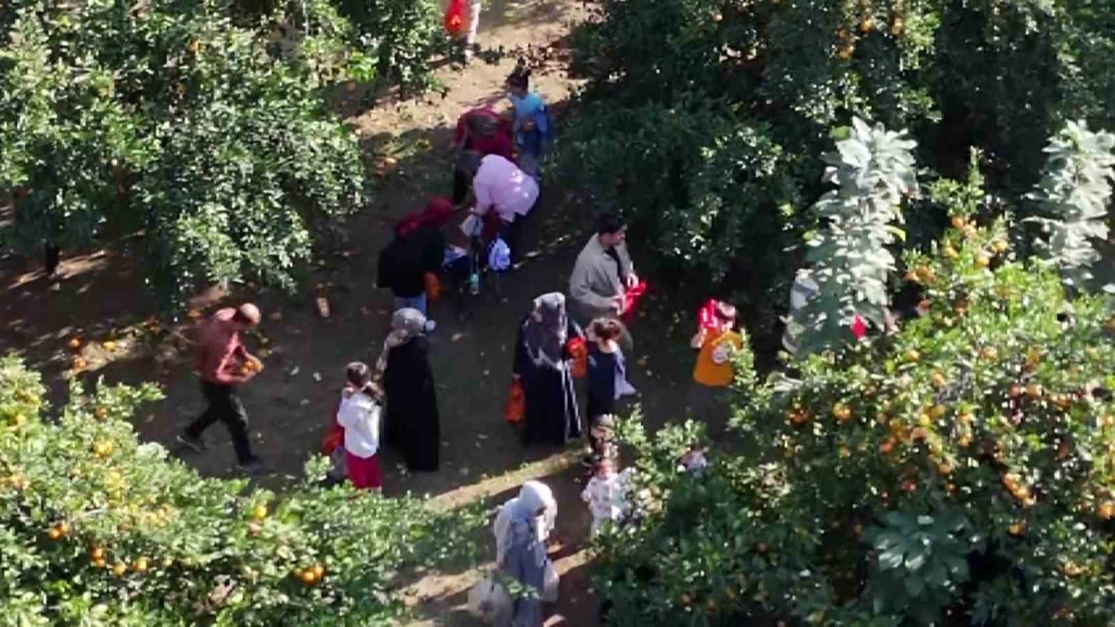 filesini eline alan vatandaslar dalindan bedava narenciye topladi 5 ebKZMZCH