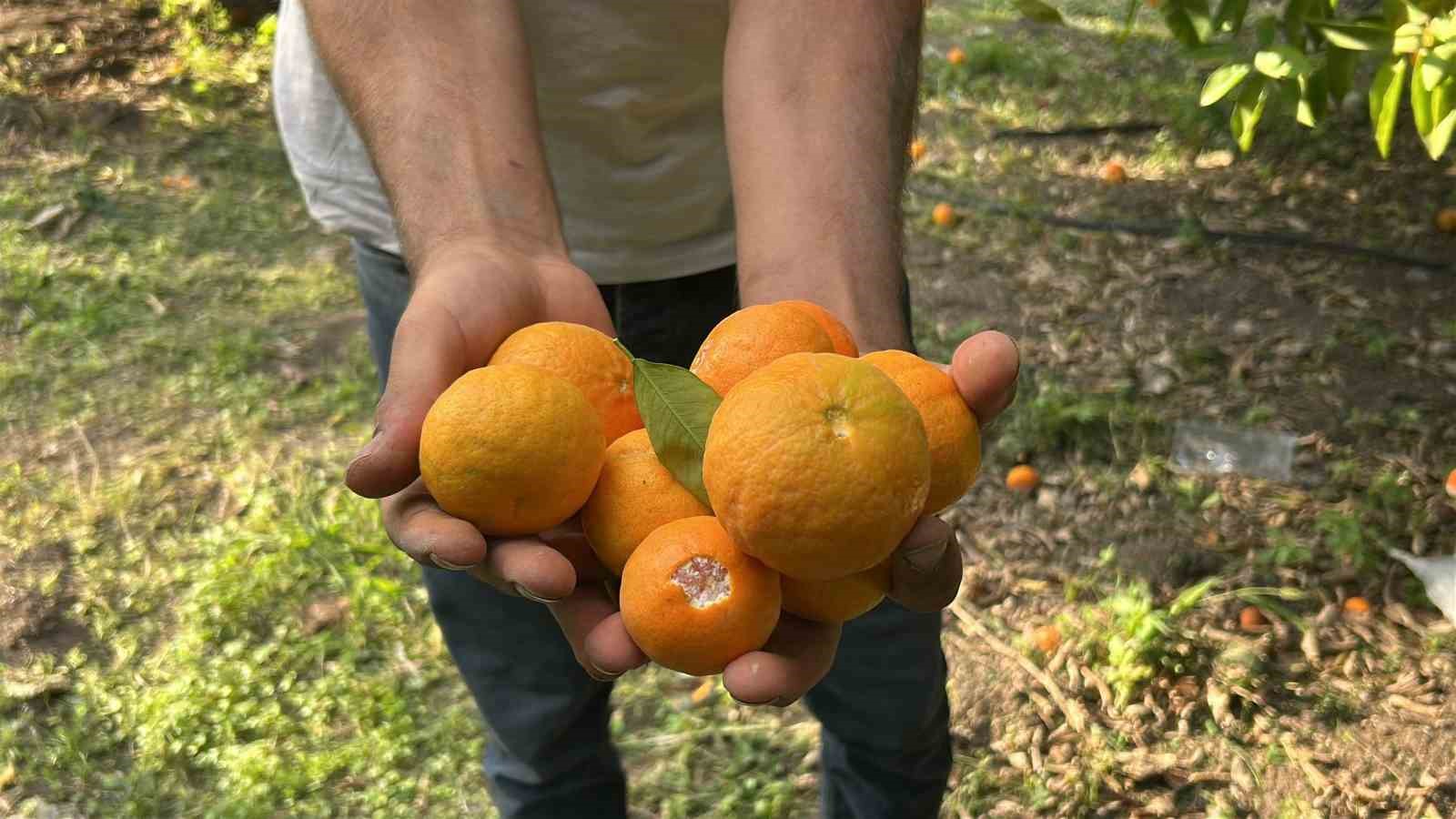 filesini eline alan vatandaslar dalindan bedava narenciye topladi 6 N7i5YkiS