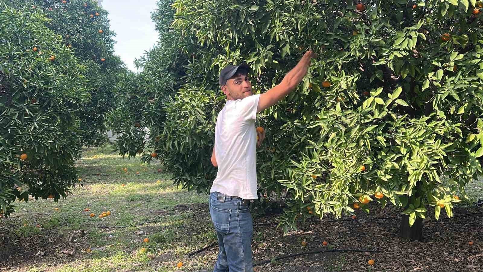 filesini eline alan vatandaslar dalindan bedava narenciye topladi 7