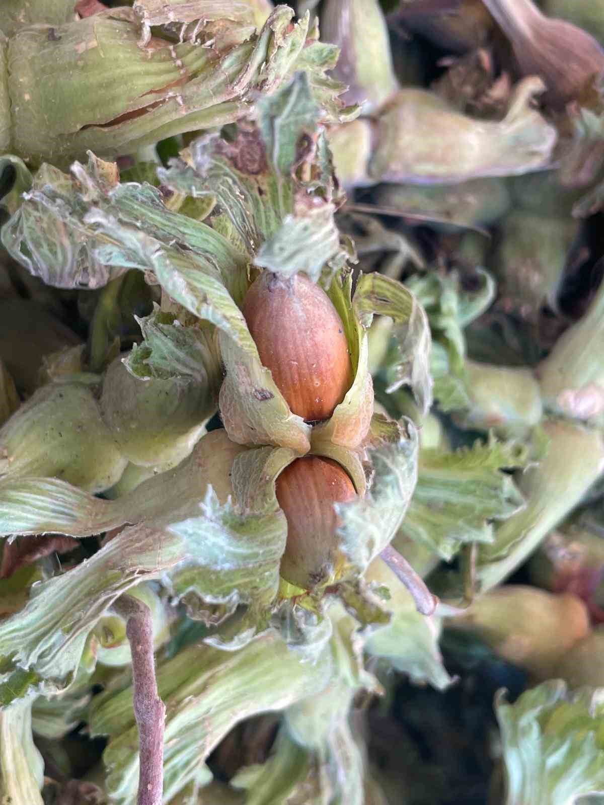 Fındık ihracatında miktar azalsa da döviz girdisi arttı, kilogram başına döviz yükseldi 7 findik ihracatinda miktar azalsa da doviz girdisi artti kilogram basina doviz yukseldi 3 JeeADwma