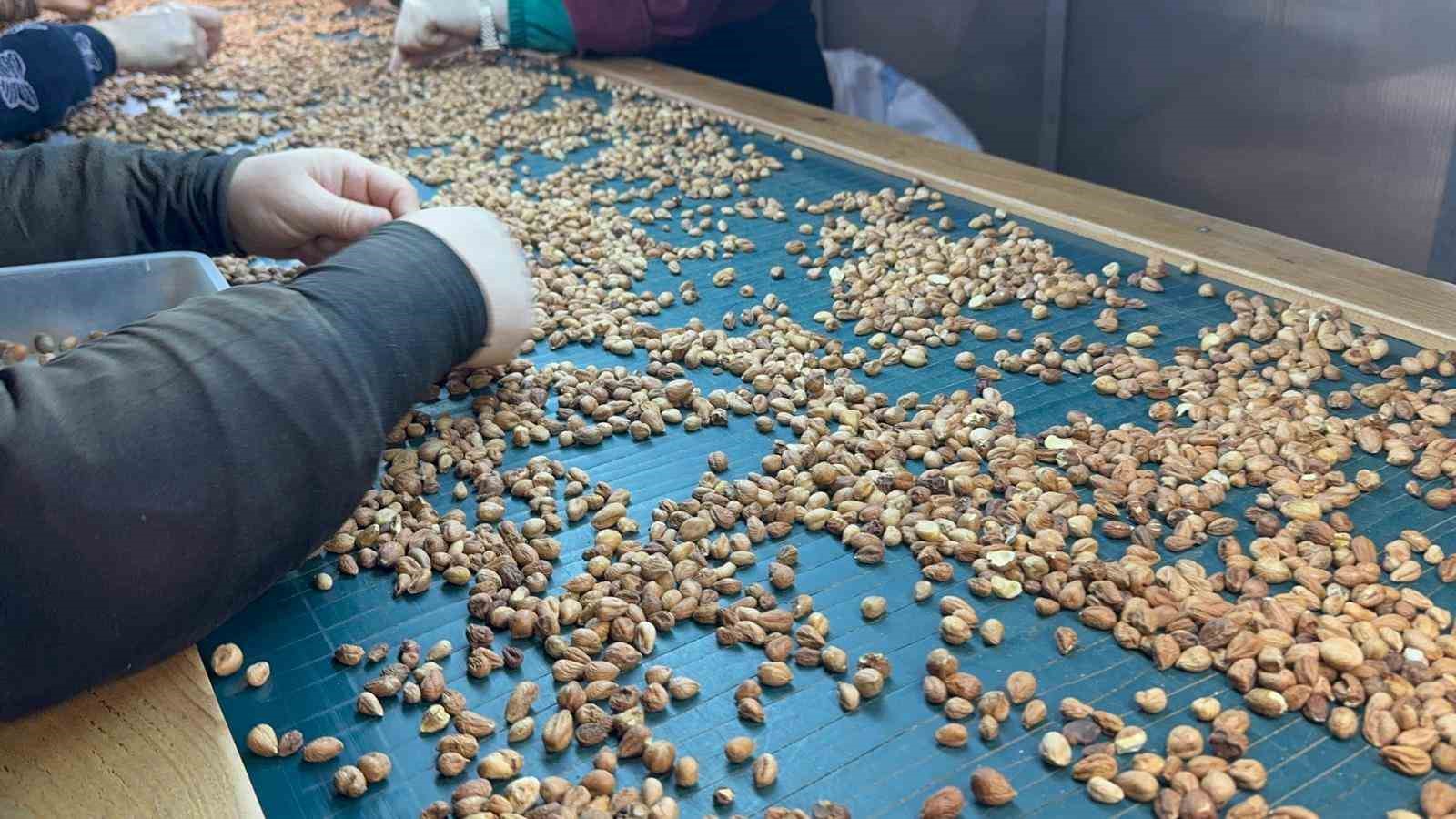 findik tuccari fiyatlarin yukselecegi tarihe dair beklentiyi anlatti 4