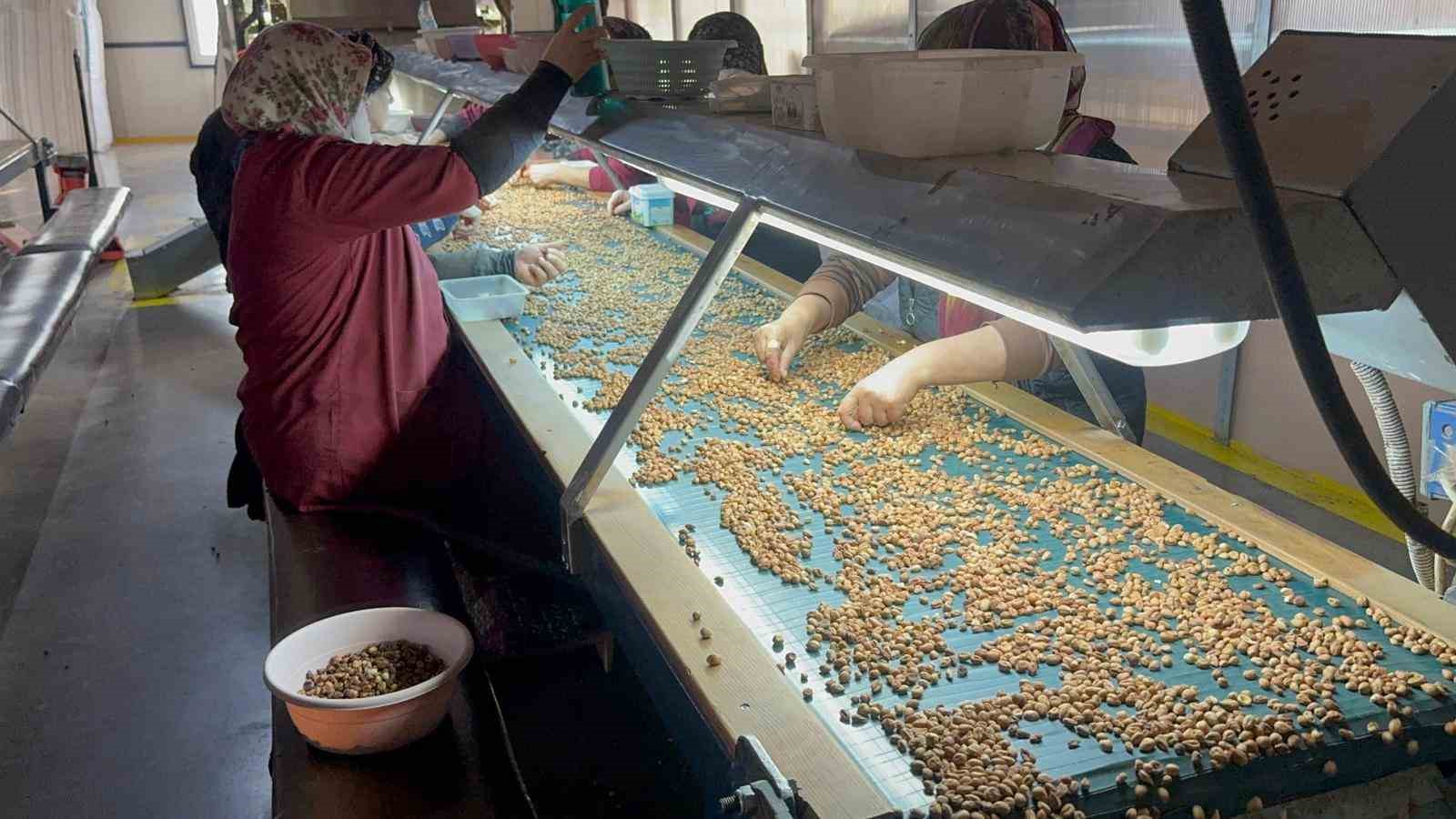 findik tuccari fiyatlarin yukselecegi tarihe dair beklentiyi anlatti 5