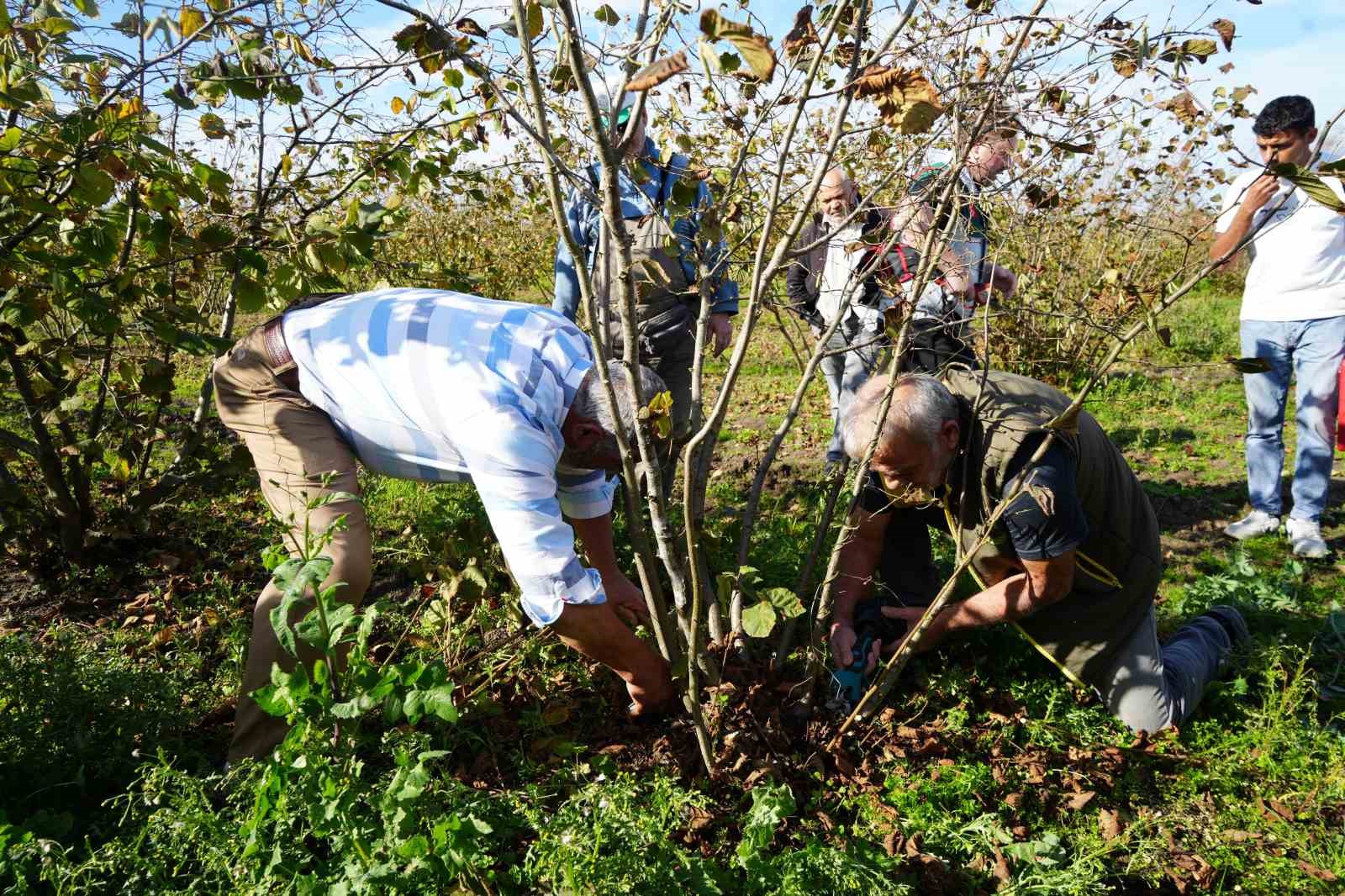 findikta cok dal cok findik anlamina gelmiyor 5 gEr2SUji