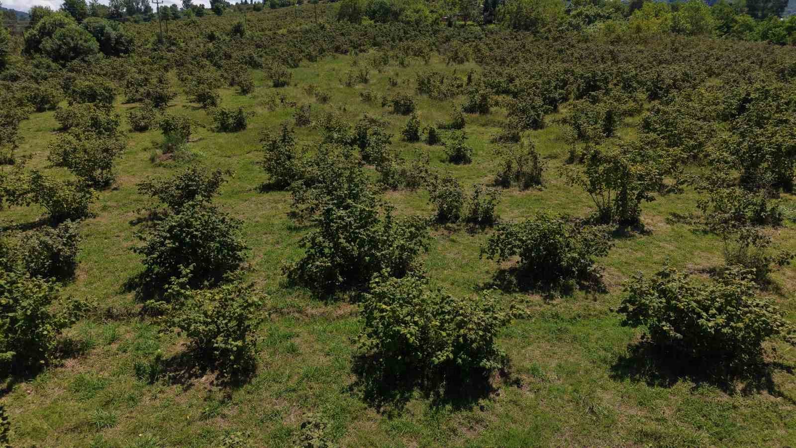 findikta erken hasat uyarisi rekolte ve randiman kayiplarina neden olabilir 0 s9HGcvPE