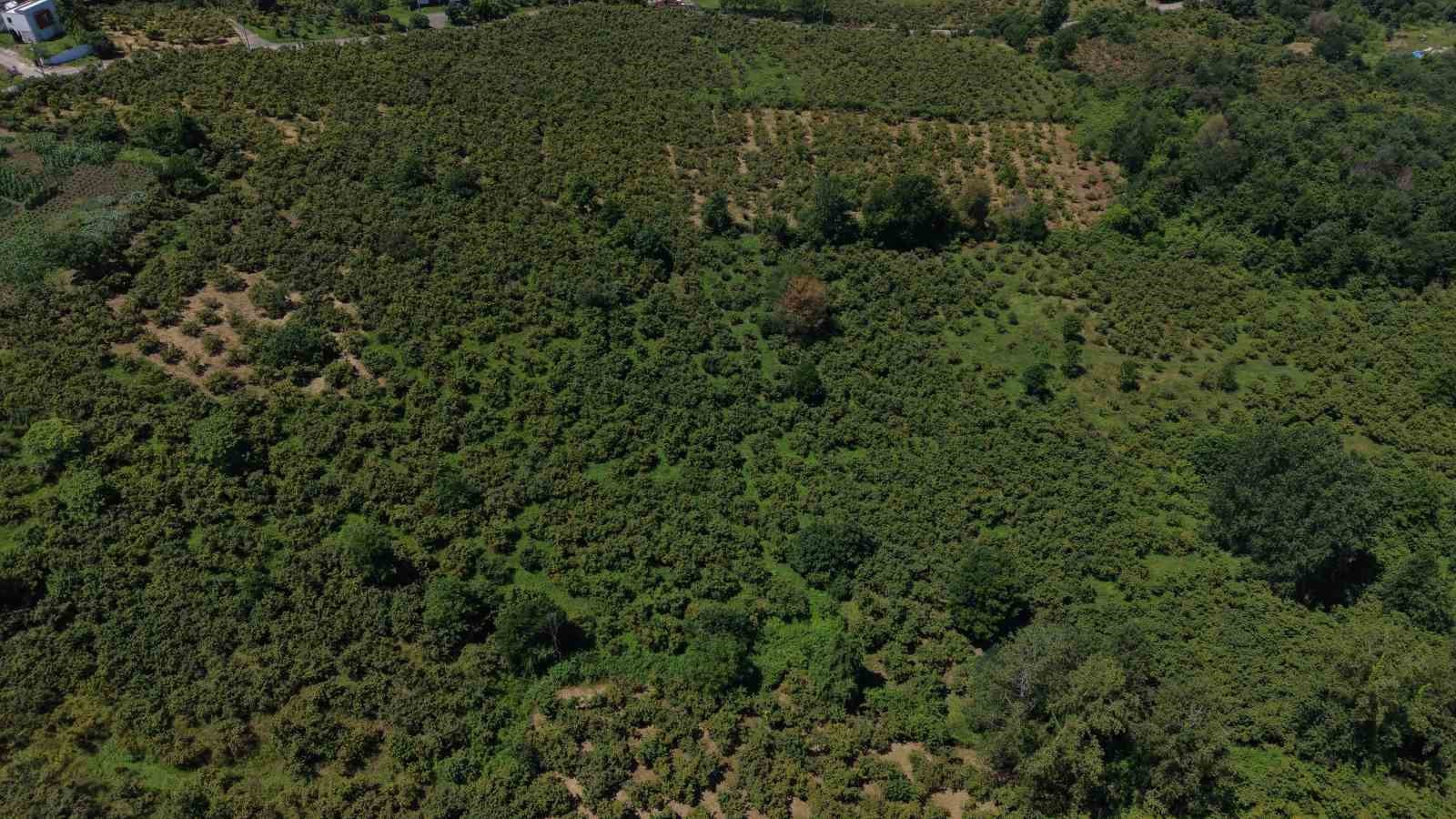 findikta erken hasat uyarisi rekolte ve randiman kayiplarina neden olabilir 3 3WfQGMlh
