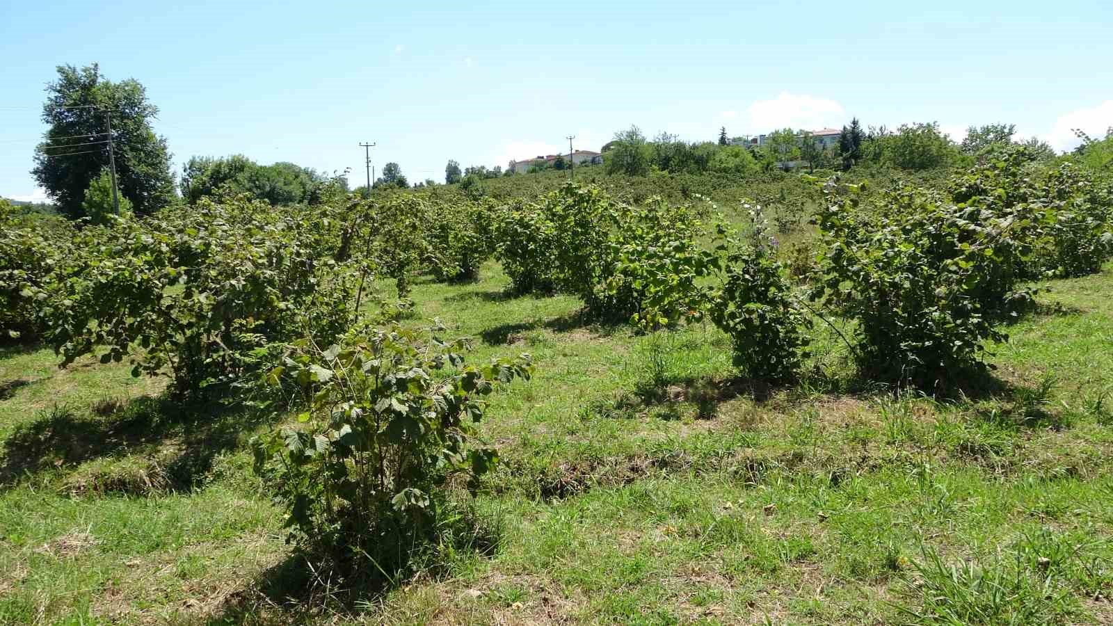 findikta erken hasat uyarisi rekolte ve randiman kayiplarina neden olabilir 4 quypgLaT