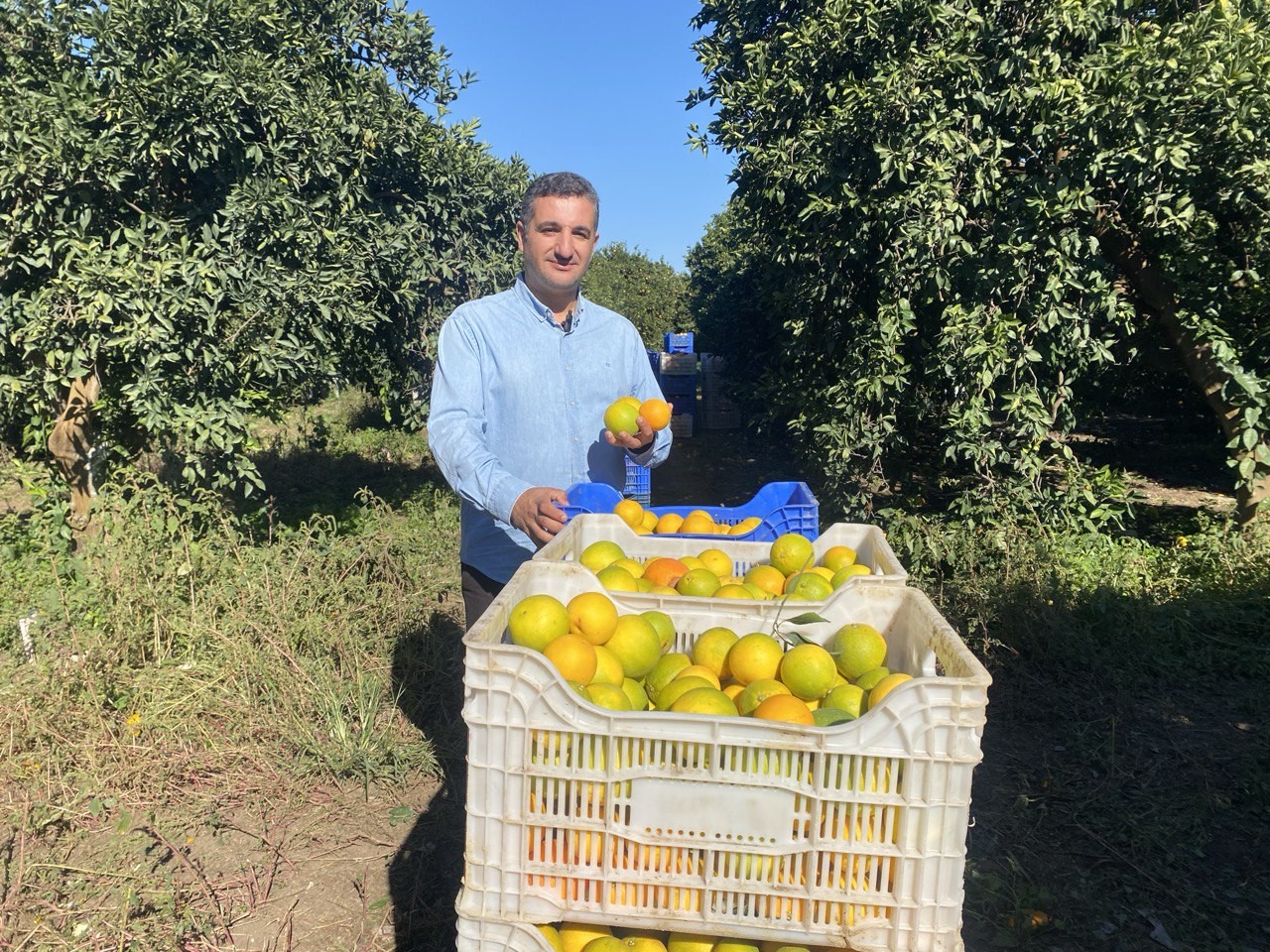 finikede portakal sezonu basladi 250 bin ton rekolte bekleniyor 2 ZIQWXXff