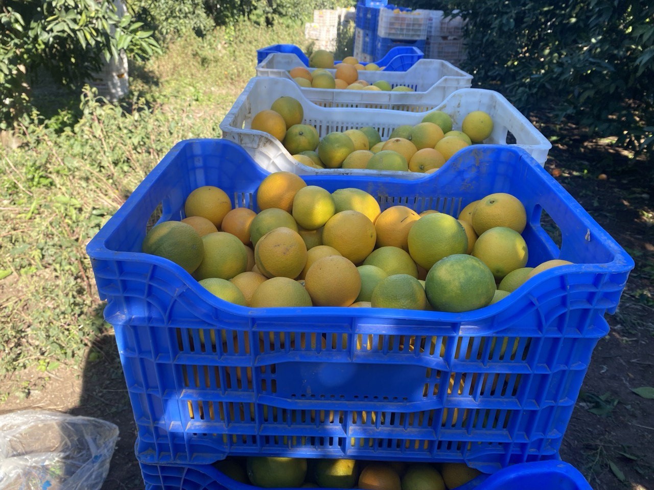 finikede portakal sezonu basladi 250 bin ton rekolte bekleniyor 3 G1ITcsw3