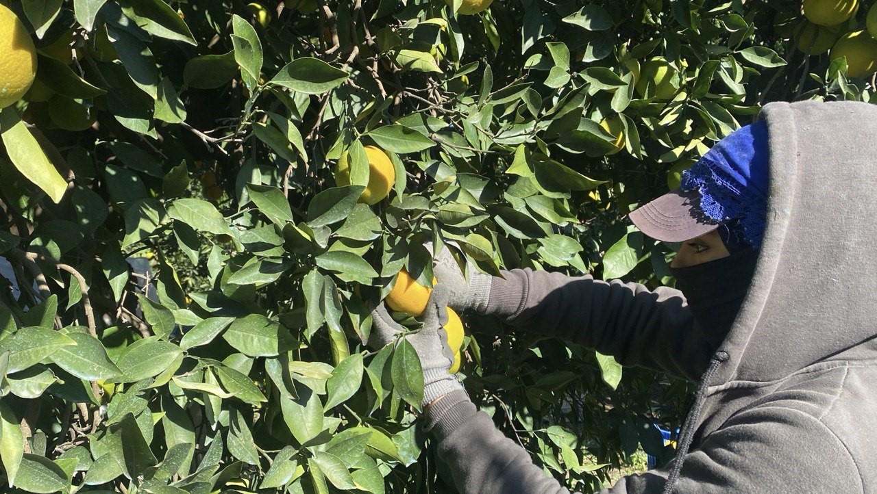 finikede portakal sezonu basladi 250 bin ton rekolte bekleniyor 4 w47WOjdp