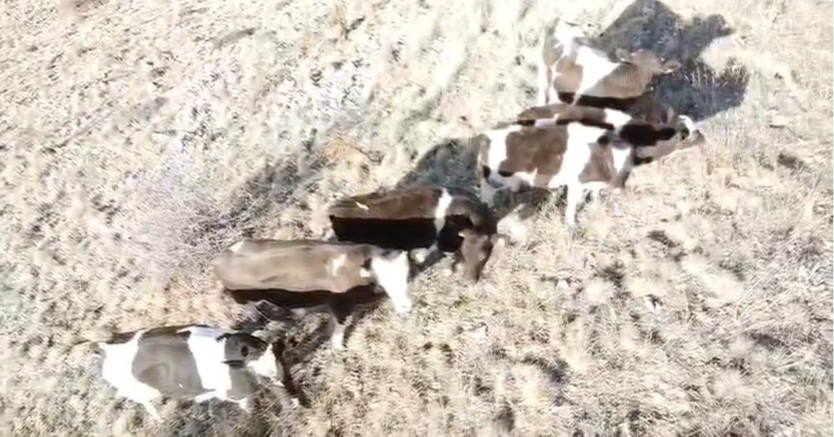 Firar eden inekleri jandarma ekipleri buldu 5 firar eden inekleri jandarma ekipleri buldu 1 ulHHDNlj