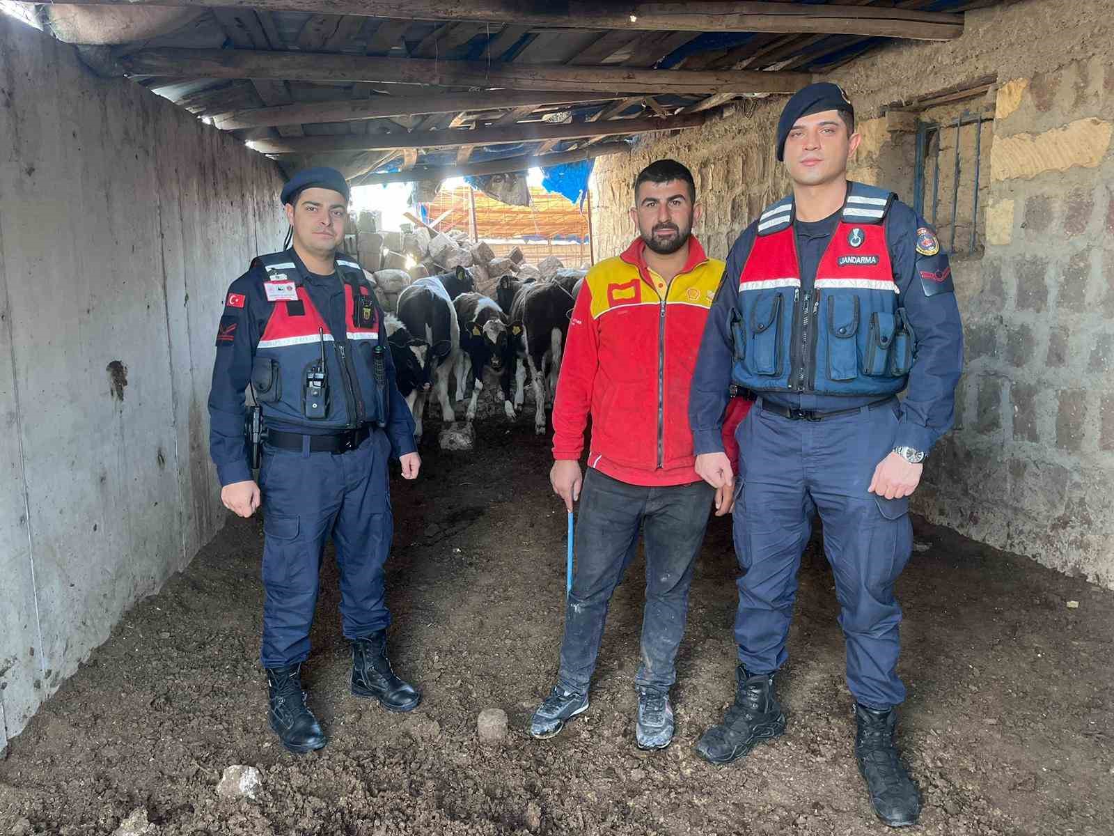 Firar eden inekleri jandarma ekipleri buldu 6 firar eden inekleri jandarma ekipleri buldu 2 91lsuy3Y