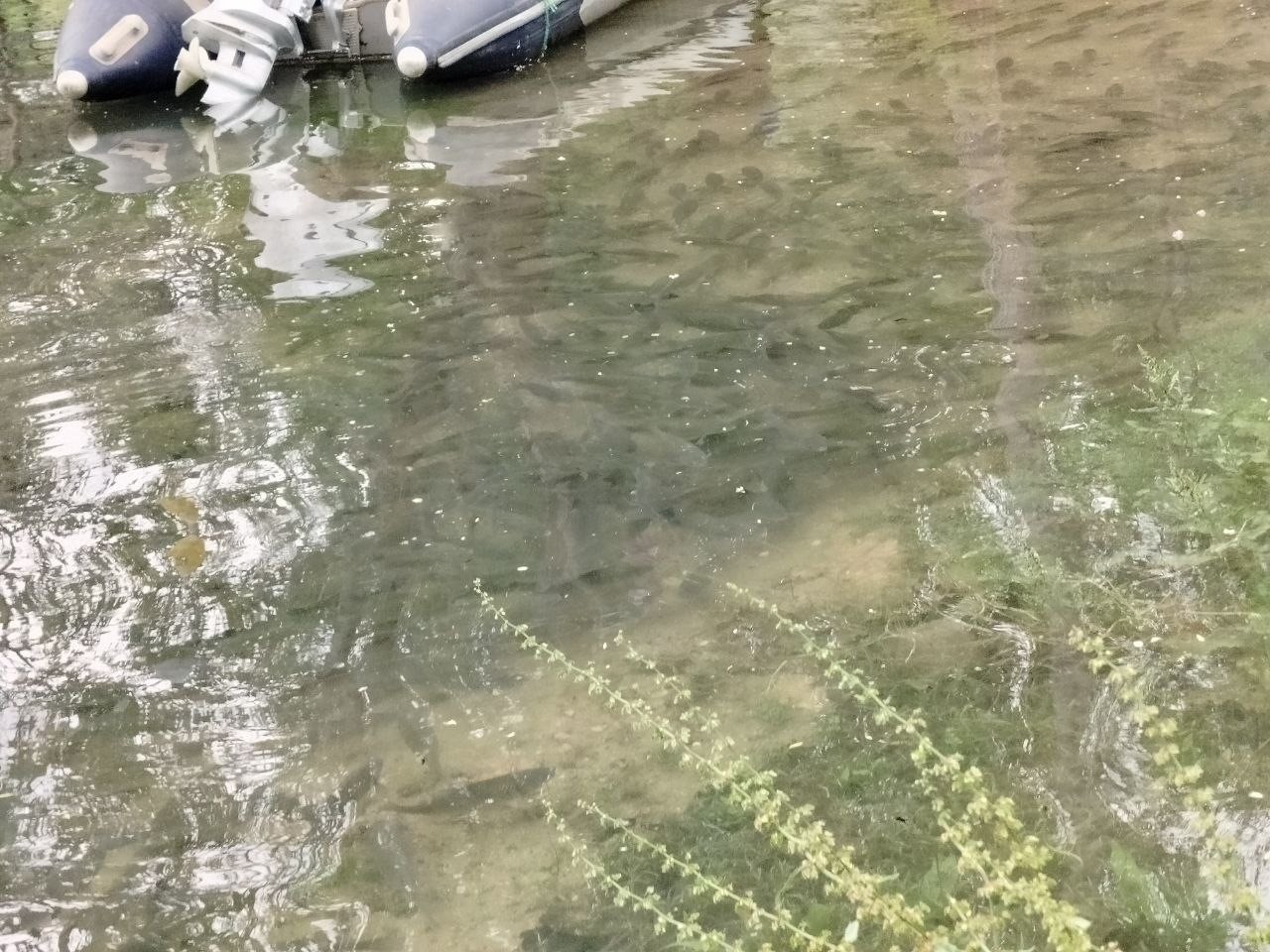 firat nehrinde akinti artti binlerce balik kiyiya akin etti 0 4TXstKhG