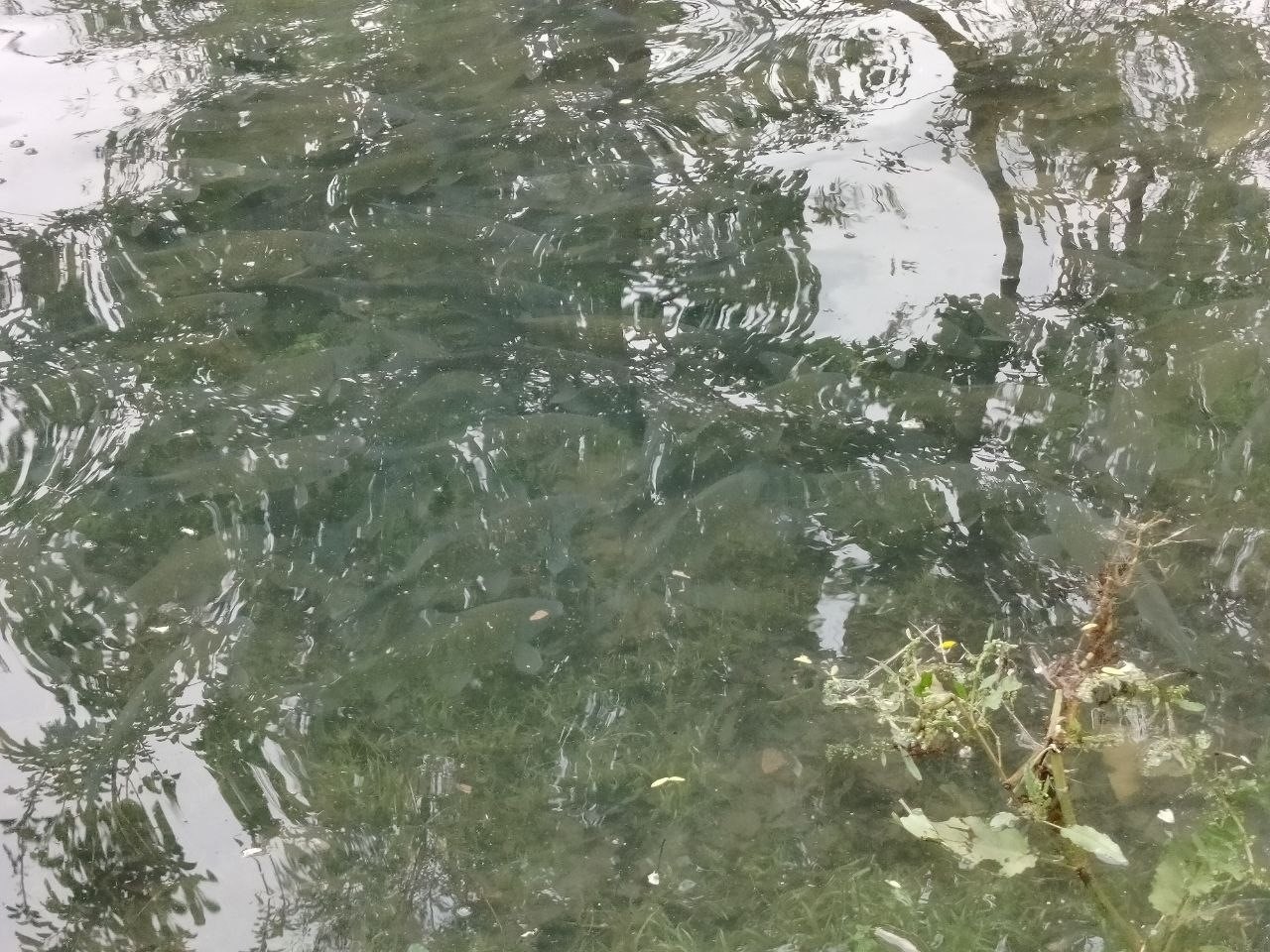firat nehrinde akinti artti binlerce balik kiyiya akin etti 2 wV7weSOK
